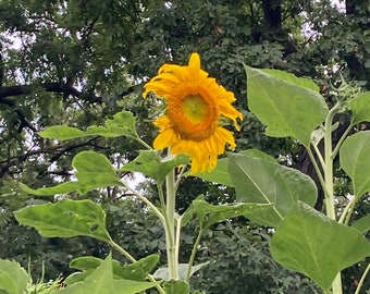 Shire Giant Sunflower Heirloom Seeds Edible
