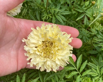 Kilimanjaro Giant White Cream Marigold Heirloom Flower Seeds