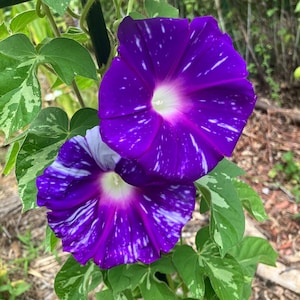 Japanese Giant Morning Glory Variegated Heirloom Annual  Flower Seed