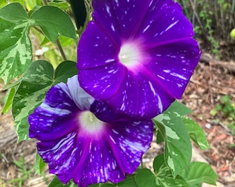 Japanese Giant Morning Glory Variegated Heirloom Annual  Flower Seed
