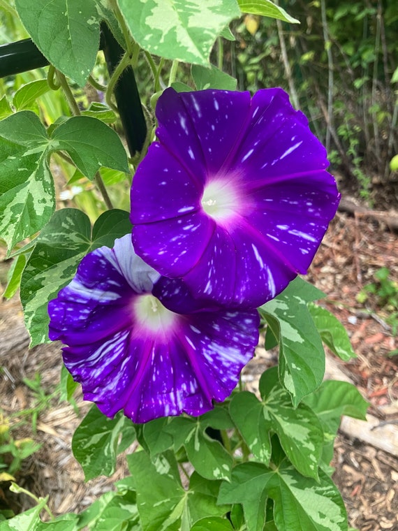 未開封　MORNING GLORY Synthetic Japanese Giant Morning Glory Variegated Heirloom Annual Flower