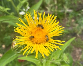 Elecampane Flower Inula helenium Seed