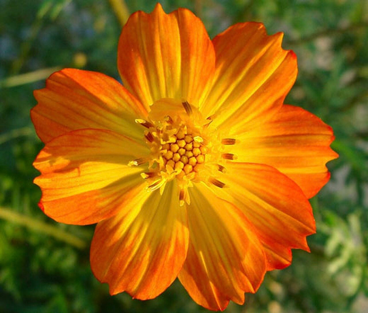 Buy Bright Lights Sulfur Cosmos Heirloom Flower Wildflower Easy to Online in India - Etsy