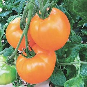 Moonglow Heirloom Tomato Vegetable Seeds