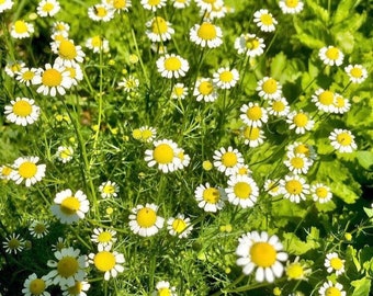 Classic Chamomile German Heirloom Herb Flower Seeds