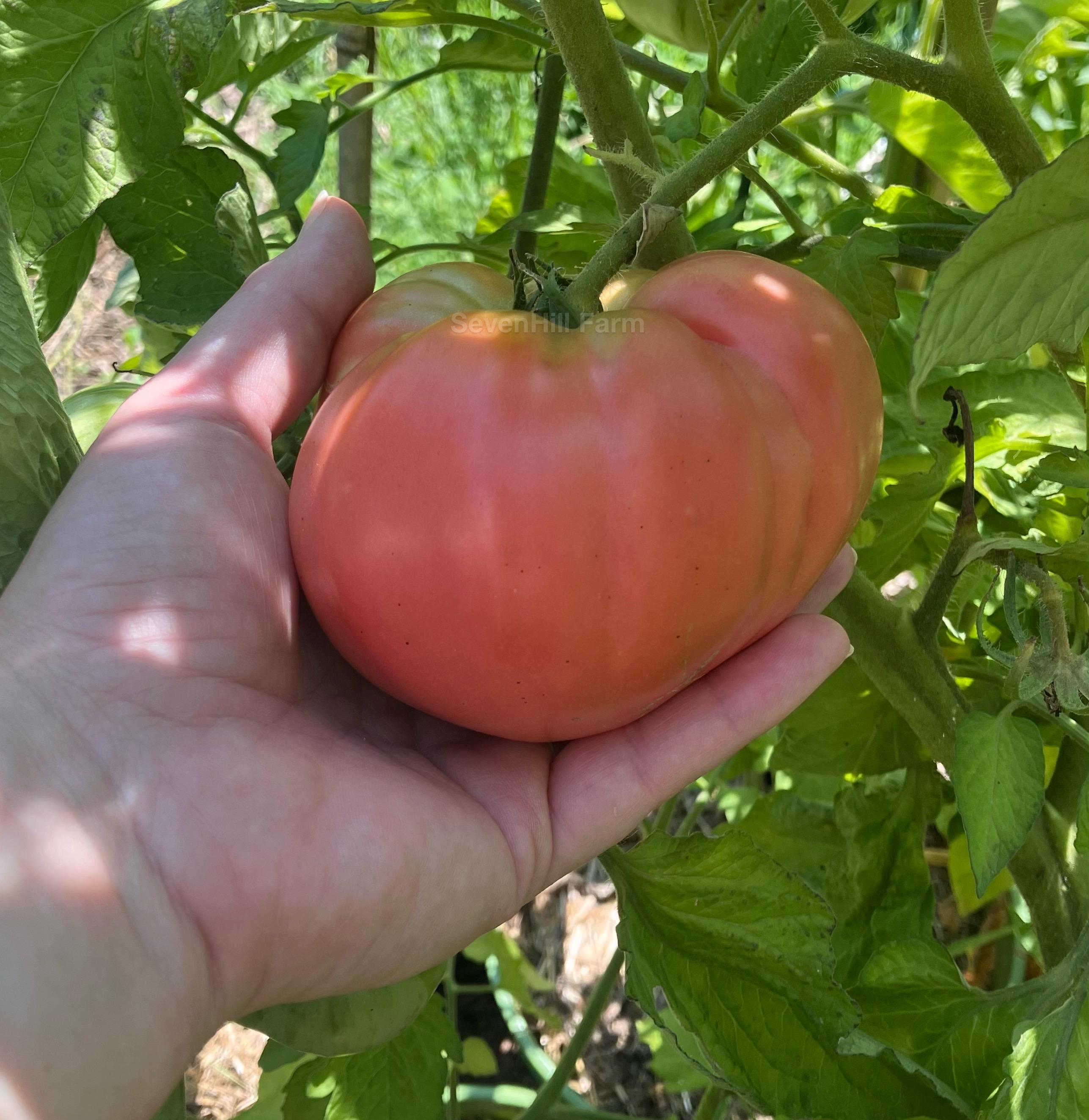 Seedless Tomato Seeds - Etsy