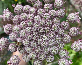May include: A close-up of a large, white flower with purple accents. The flower is made up of many small, individual blooms clustered together.