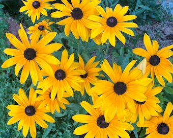 Indian Summer Black Eyed Susan Native Perennial Wildflower Seeds Rudbeckia hirta