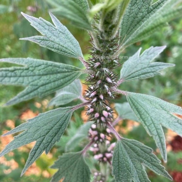 Motherwort Perennial Herb Seeds  Leonurus cardiaca