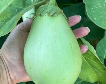 Shiromaru Eggplant Japanese Heirloom Vegetable Seeds