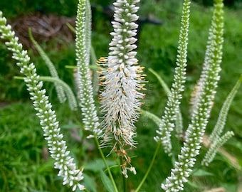 Culvers Root Veronicastrum virginicum Native Perennial Wildflower Seeds