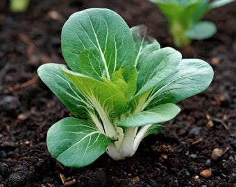 Canton White Baby Pak Choy Heirloom Seeds
