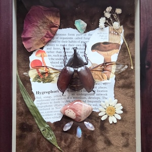 May include: A framed display featuring a large beetle with brown wings, dried flowers, and a piece of paper with text and mushroom illustrations. The display includes a dried rose petal, a green leaf, and small crystals.