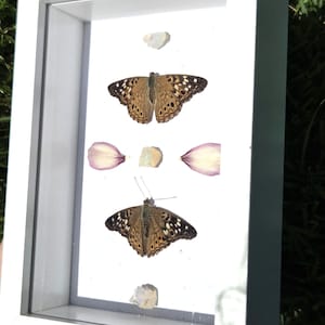 May include: A rectangular white shadow box frame containing two brown butterflies with dark spots, three small iridescent white stones, and two light pink flower petals arranged vertically on a white background inside the display case.
