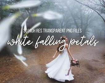 30 Falling White flower Petals Photo Overlays PNG Petals, Transparent background photoshop overlays, clipart, commercial use