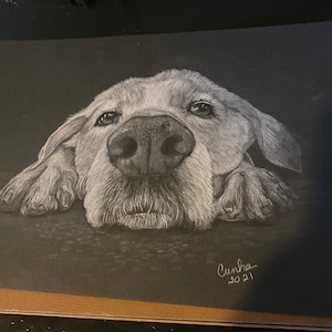 Dog Portraits - White Pencil on Black Paper - Commissioned Portraiture