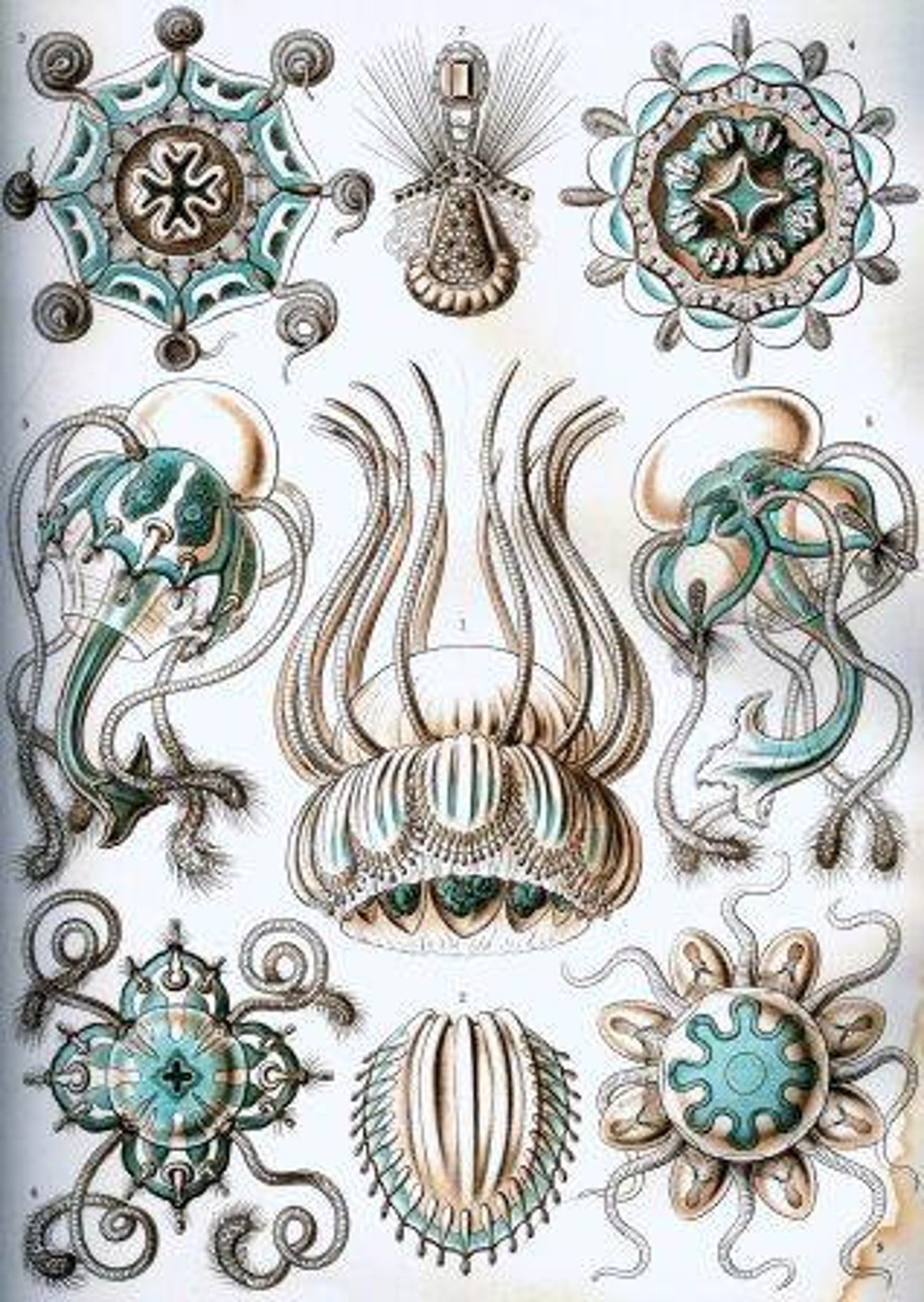Ernst Haeckel Jellyfish artwork 19th century Wildlife art | Etsy