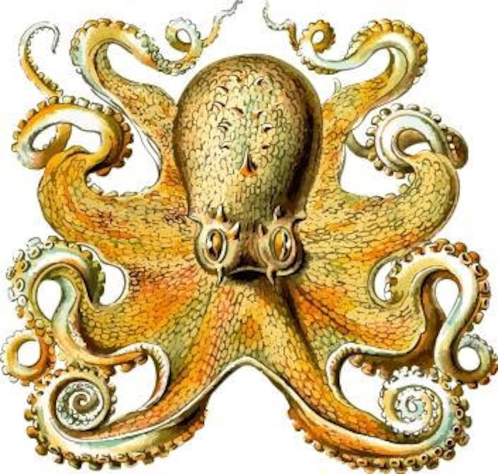 octopus art