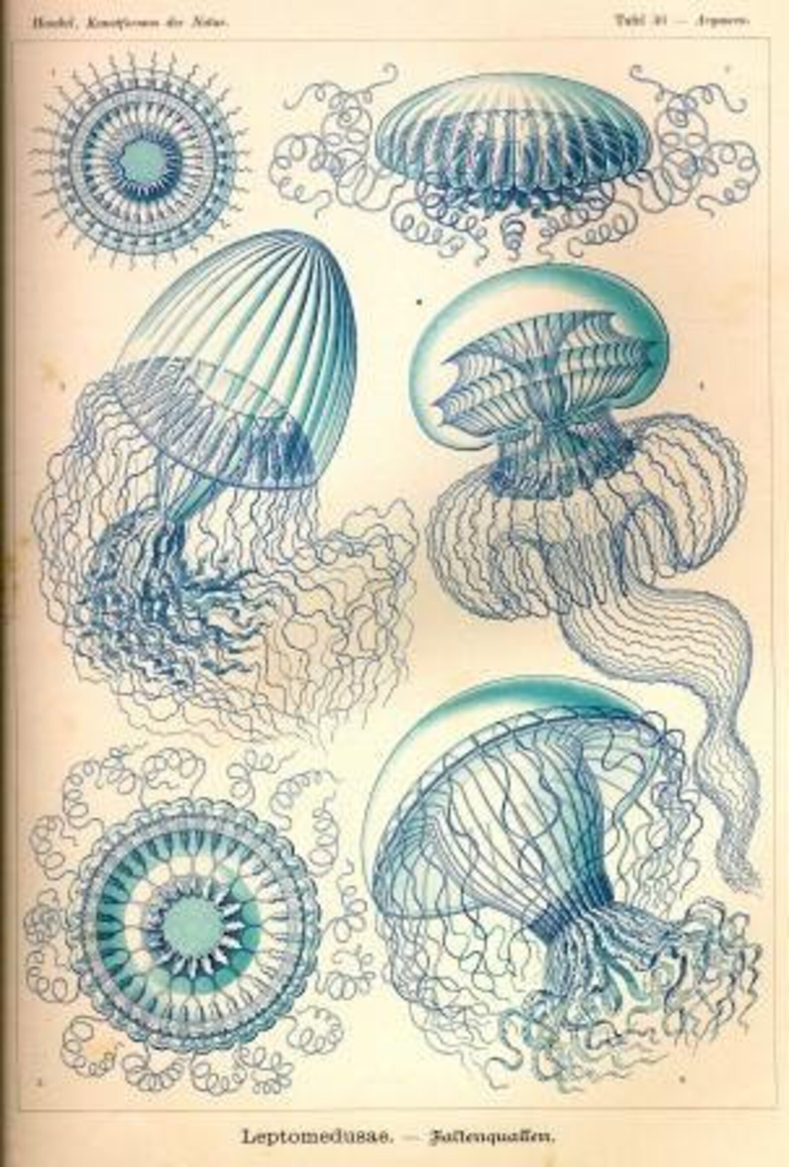 Ernst Haeckel Jellyfish Art Forms in Nature Historical artwork | Etsy