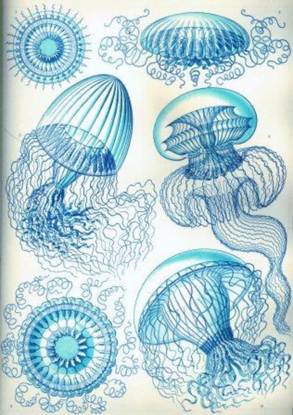 Ernst Haeckel Jellyfish Art Forms in Nature Historical artwork | Etsy