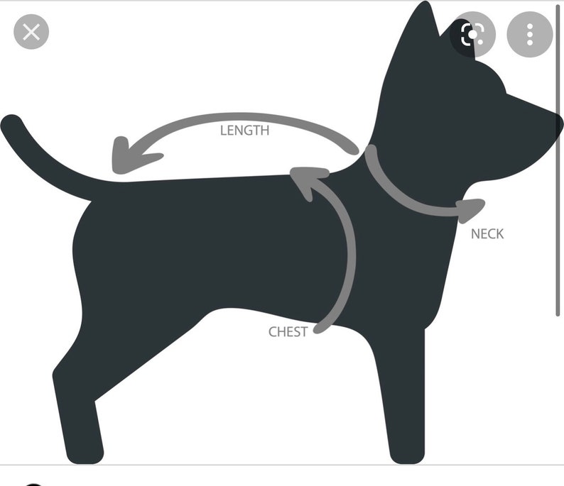 Dog Harness and Leash Set Pet Harness Puppy Harness Kitten Etsy