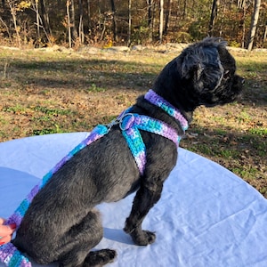 Può includere: Un piccolo cane nero con un'imbracatura e un collare abbinati in crochet viola, blu e verde. Il cane è seduto su una superficie bianca.