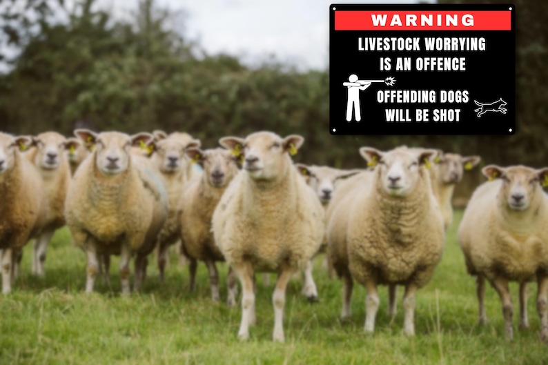Offending Image Sign Livestock Warning Sign: Offending Dogs Will Be Shot - UV Printed ...