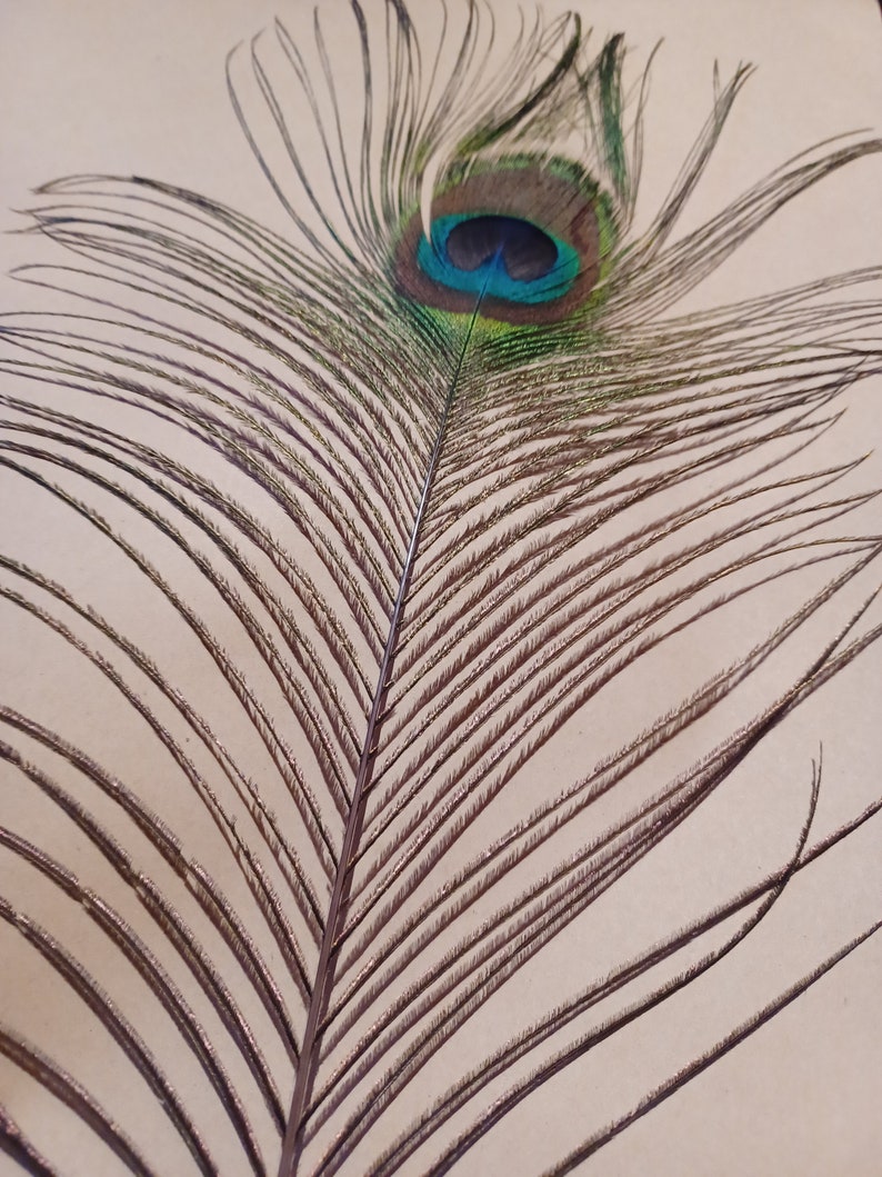 Peacock Feathers Etsy