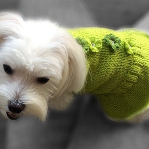 May include: A small white dog wearing a green knitted sweater with embroidered flowers. The sweater has a white trim around the edges.