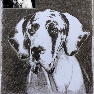 Custom Dog Drawing, Custom pet portrait, Pet memorial drawing, Dog art, Dog pencil drawing, Charcoal sketch cat portrait, Pet art, Art gift image 1