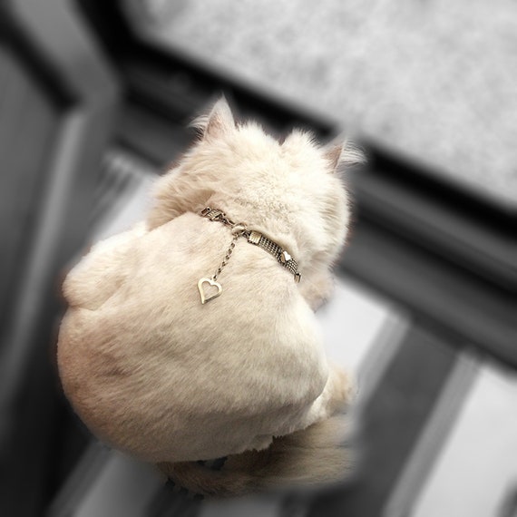 indestructible cat collar