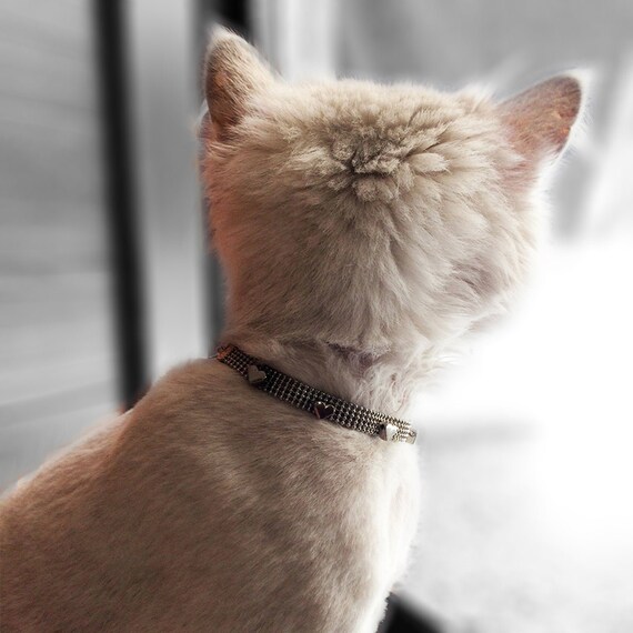 Elegant cat collars Clearance