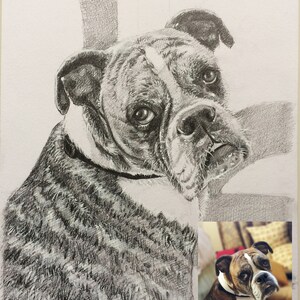Custom Dog Drawing, Custom pet portrait, Pet memorial drawing, Dog art, Dog pencil drawing, Charcoal sketch cat portrait, Pet art, Art gift image 3