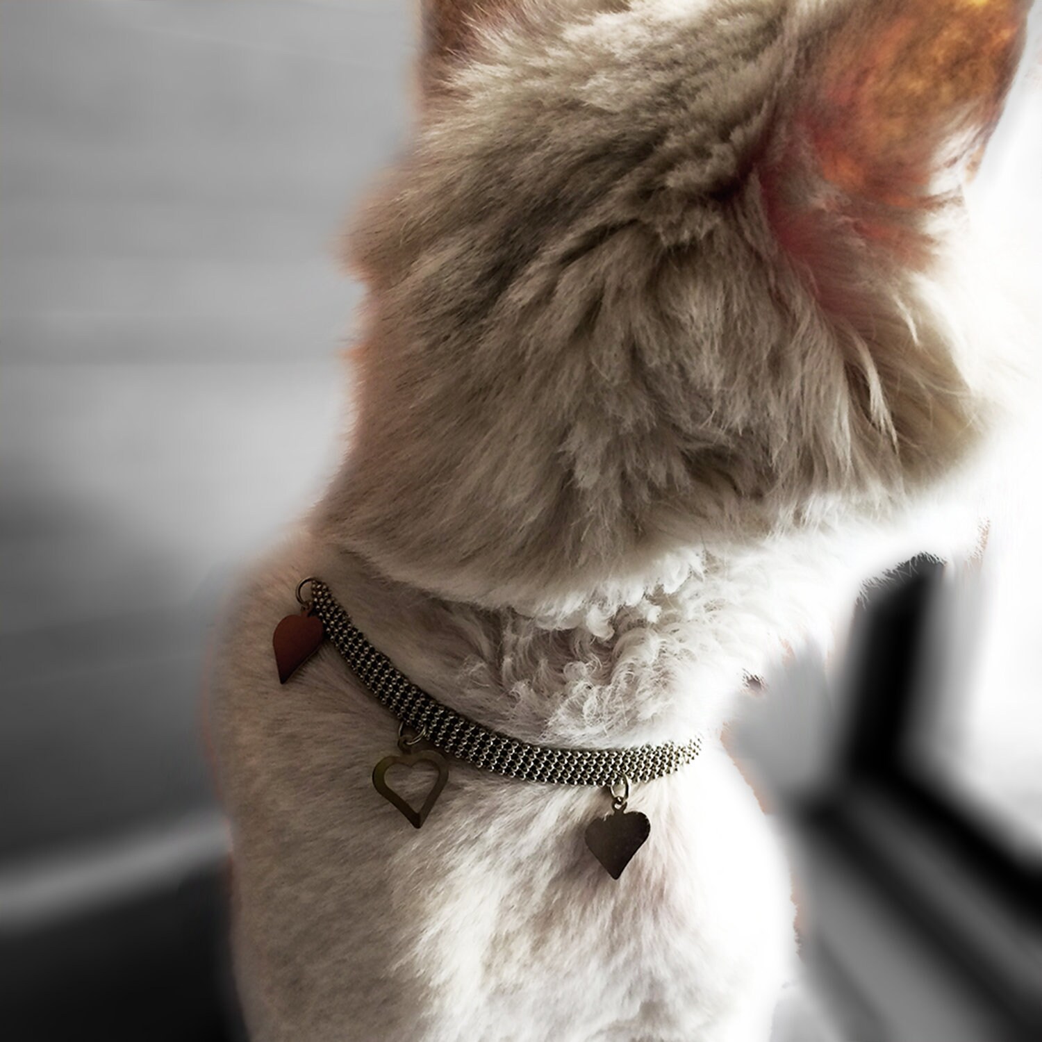 indestructible cat collar