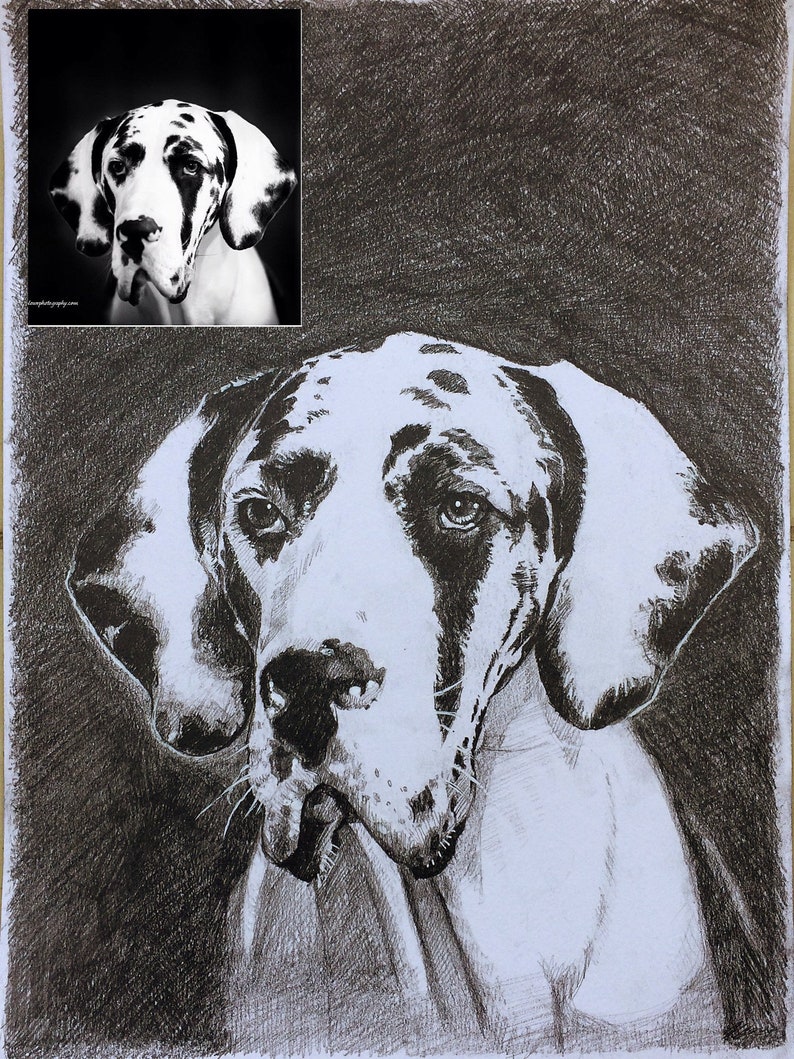 Custom Dog Drawing, Custom pet portrait, Pet memorial drawing, Dog art, Dog pencil drawing, Charcoal sketch cat portrait, Pet art, Art gift image 1
