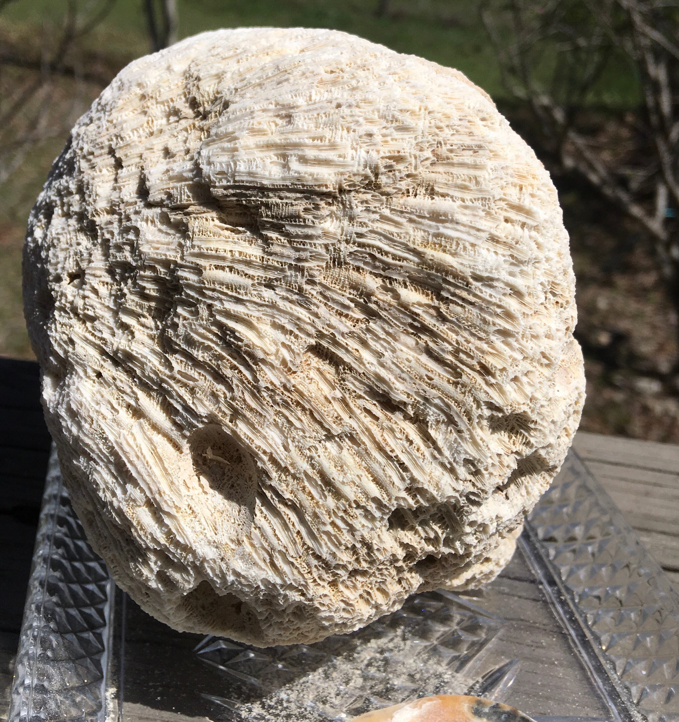 Real White Coral Chunk/Coral Boulder/Nautical Etsy