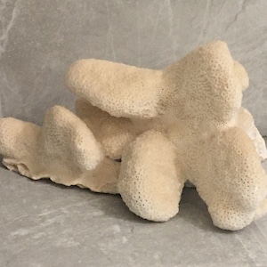 Könnte beinhalten: Eine natürliche, cremefarbene Korallenformation mit poröser Textur. Die Koralle hat eine unregelmäßige Form mit mehreren verzweigten Strukturen. Die Oberfläche ist mit kleinen Löchern bedeckt, was ihr ein einzigartiges, organisches Aussehen verleiht. Die Koralle wird auf einer grauen Oberfläche präsentiert.