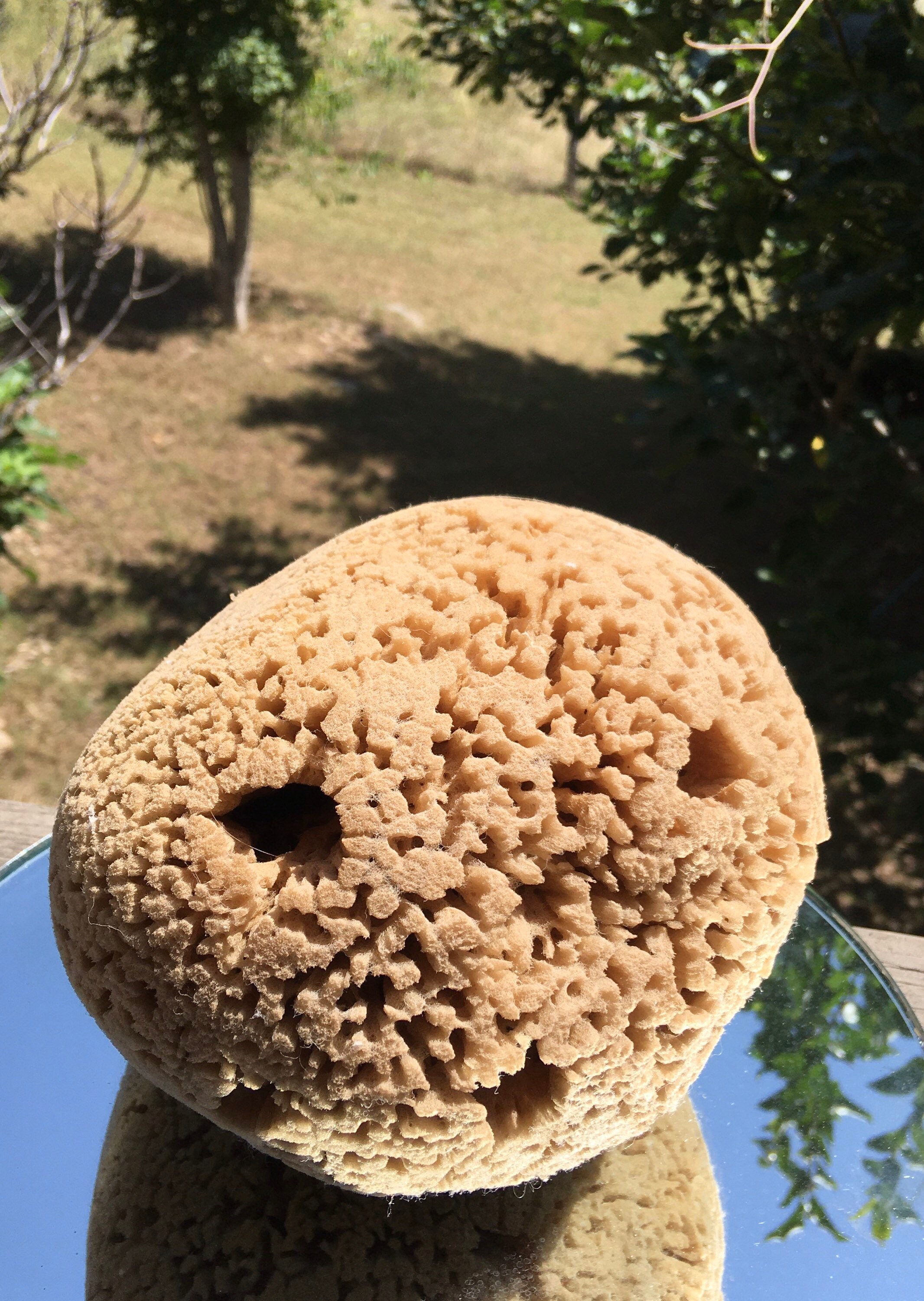 Vintage Natürliche Meereswolle Schwamm Strand Küsten-Maritimes | Etsy
