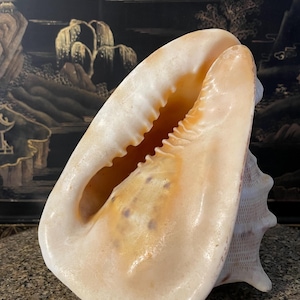 Könnte beinhalten: Eine große, cremefarbene Muschelschale mit glatter, glänzender Oberfläche. Die Schale hat eine breite Öffnung, die ein strukturiertes Inneres und eine Reihe kleiner, zahnähnlicher Strukturen freilegt. Das Äußere der Schale weist dezente braune und violette Markierungen auf.