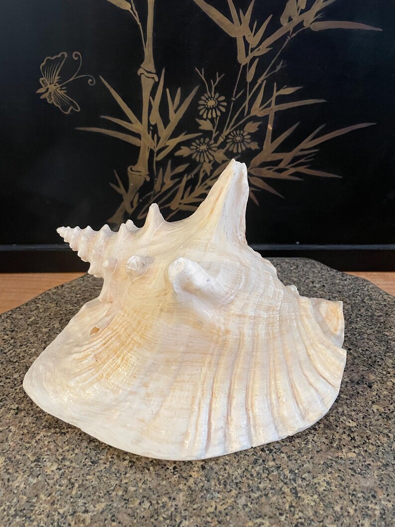Cream Conch Shell Natural Queen Conch Shell/figural Gulf Seashell/beach House Decor ...