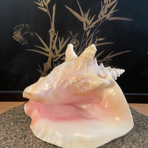 May include: A large, light pink conch shell with a creamy white exterior. The shell has a prominent spire and a wide, open aperture, displaying a soft pink interior. The shell is resting on a speckled, gray surface, with a black background featuring gold bamboo and floral designs.
