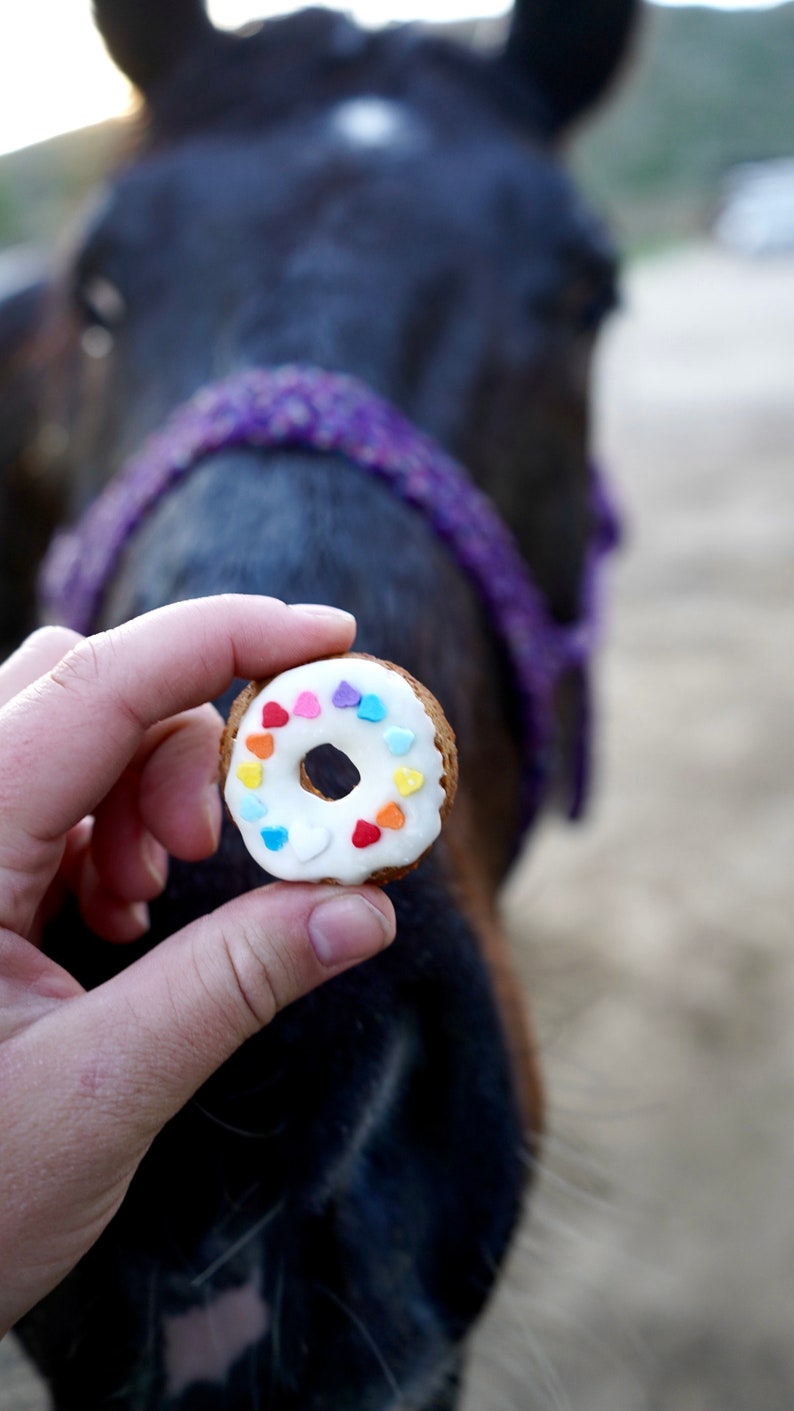 Mini Donut Horse Treats Rainbow Etsy