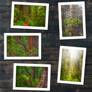 Foto-Grußkarten-Set | Frühling im Redwoods National Park