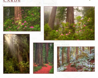May include: A set of 5 blank note cards with envelopes, each measuring 12.7 cm by 17.8 cm. The cards feature photographic prints of Redwood National Park, including tall trees, forest paths, and pink rhododendrons. Text reads NATIONAL PARK CARDS and REDWOODS National Park.