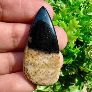 Può includere: Una gemma a forma di goccia con una parte superiore nera lucida e una parte inferiore beige strutturata. La pietra è tenuta contro uno sfondo di fogliame verde, evidenziando i suoi colori naturali e il suo motivo unico.