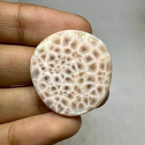 Op de afbeelding: Een ronde, gepolijste edelsteen met een uniek patroon. Het oppervlak heeft een netwerk van beige en bruine cellen, wat een textuur creëert. De edelsteen wordt in een hand gehouden, waarbij de vorm en grootte worden getoond.