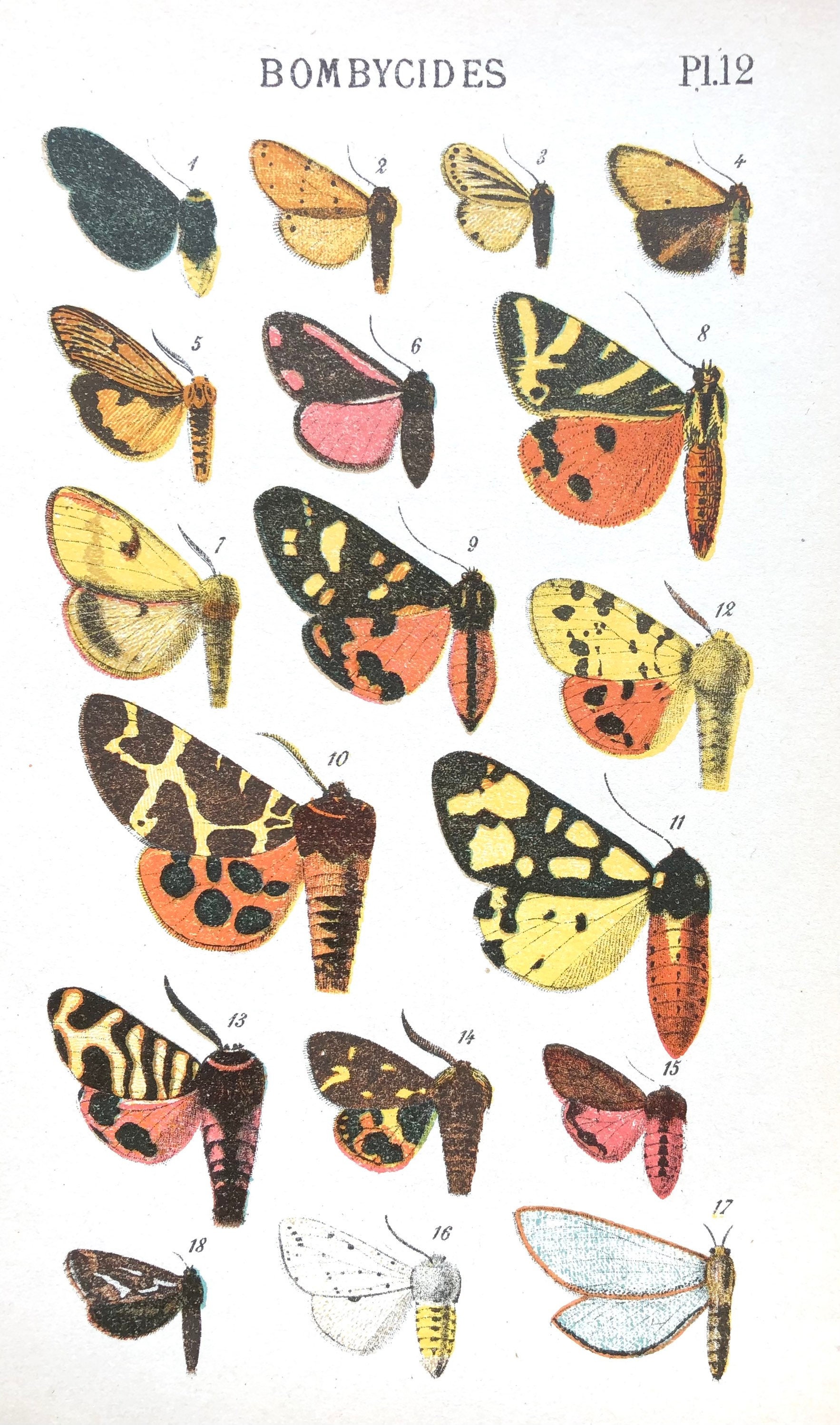 1930 Lot de 2 - Affiche Vintage Planche Illustrée Ancienne Les Papillons