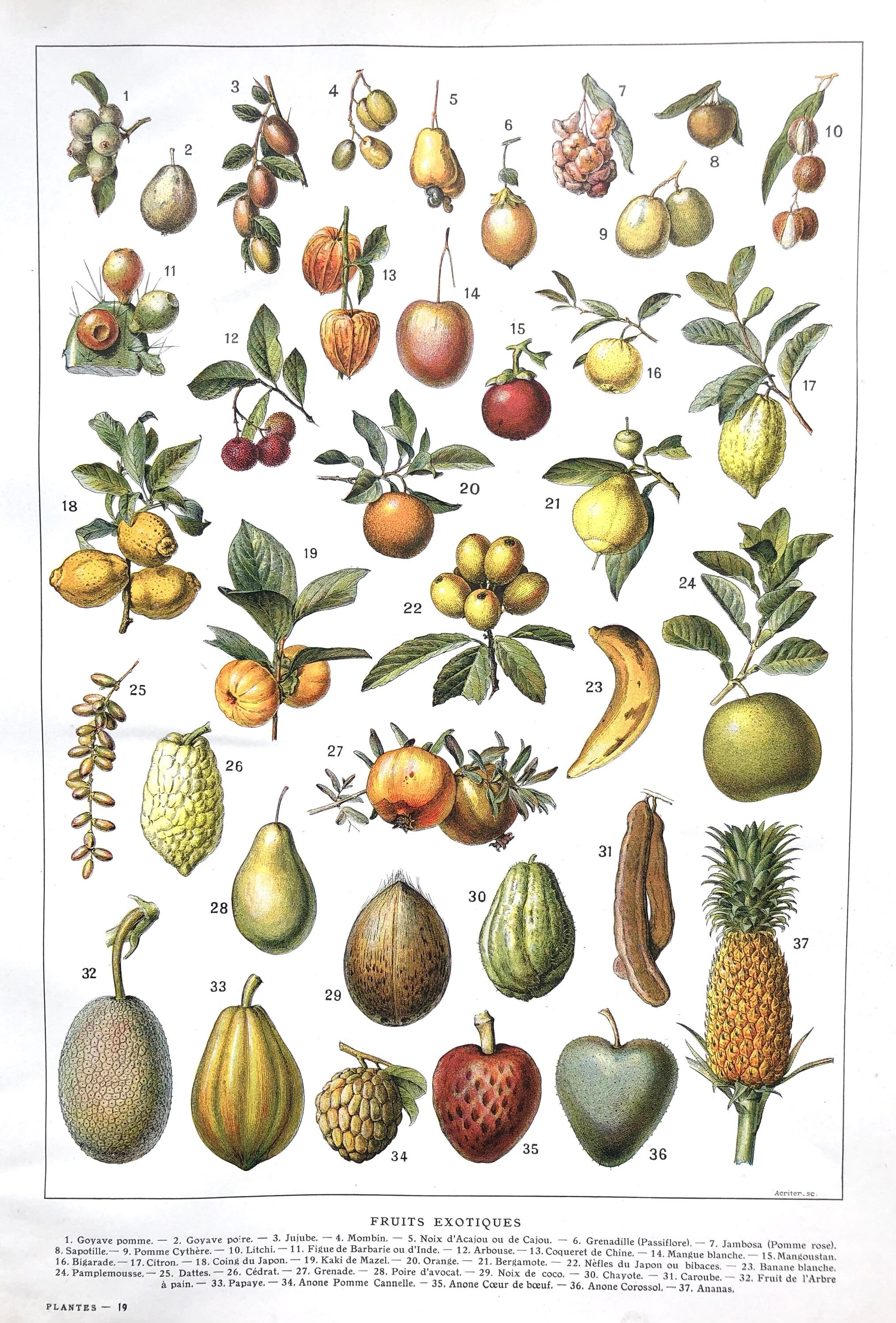 Affiche Botanique - Planche Illustrée Originale Les Fruits Exotiques