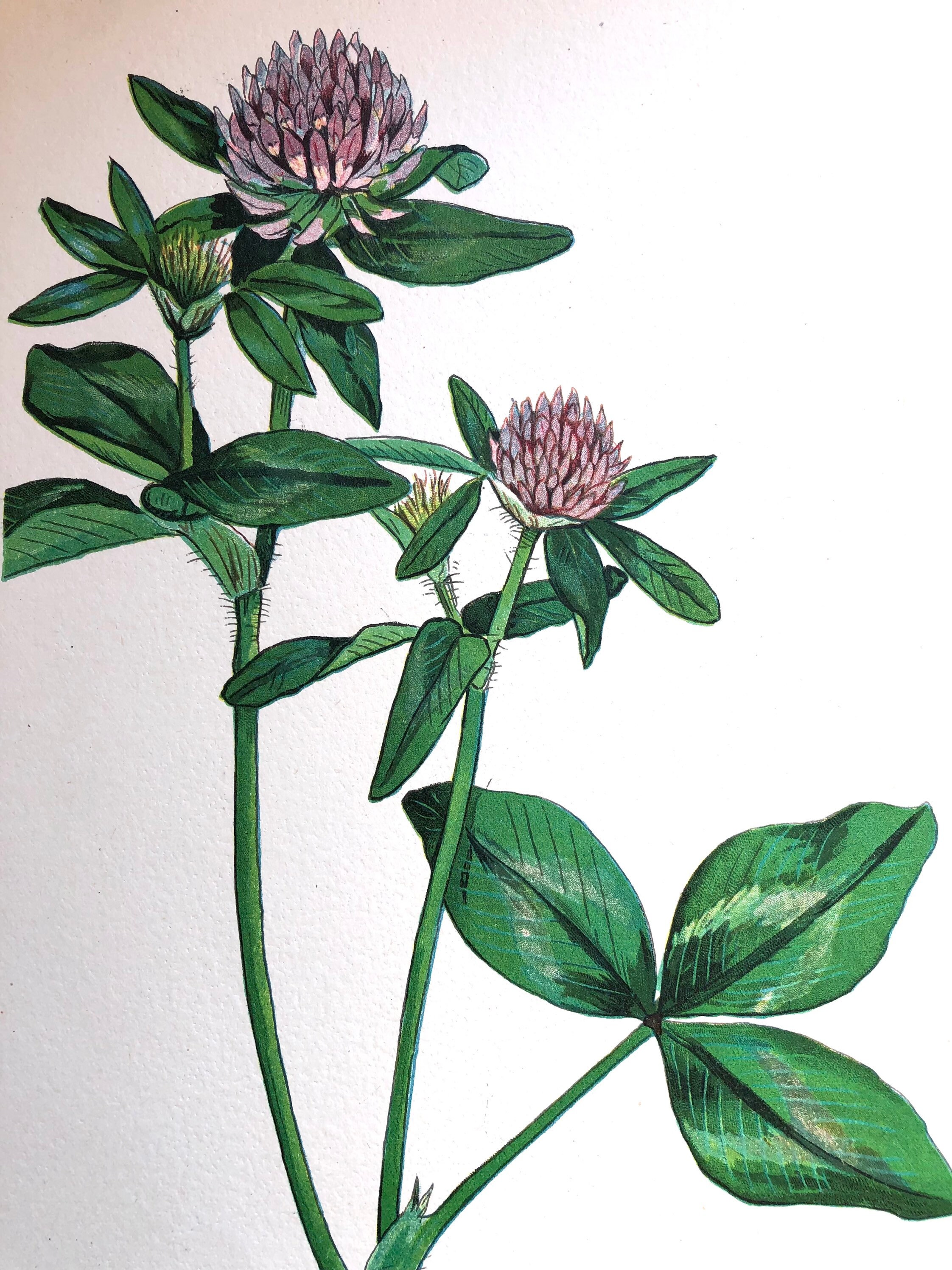 1923 - Affiche Poster Lithographie Planche Illustrée Ancienne Botanique