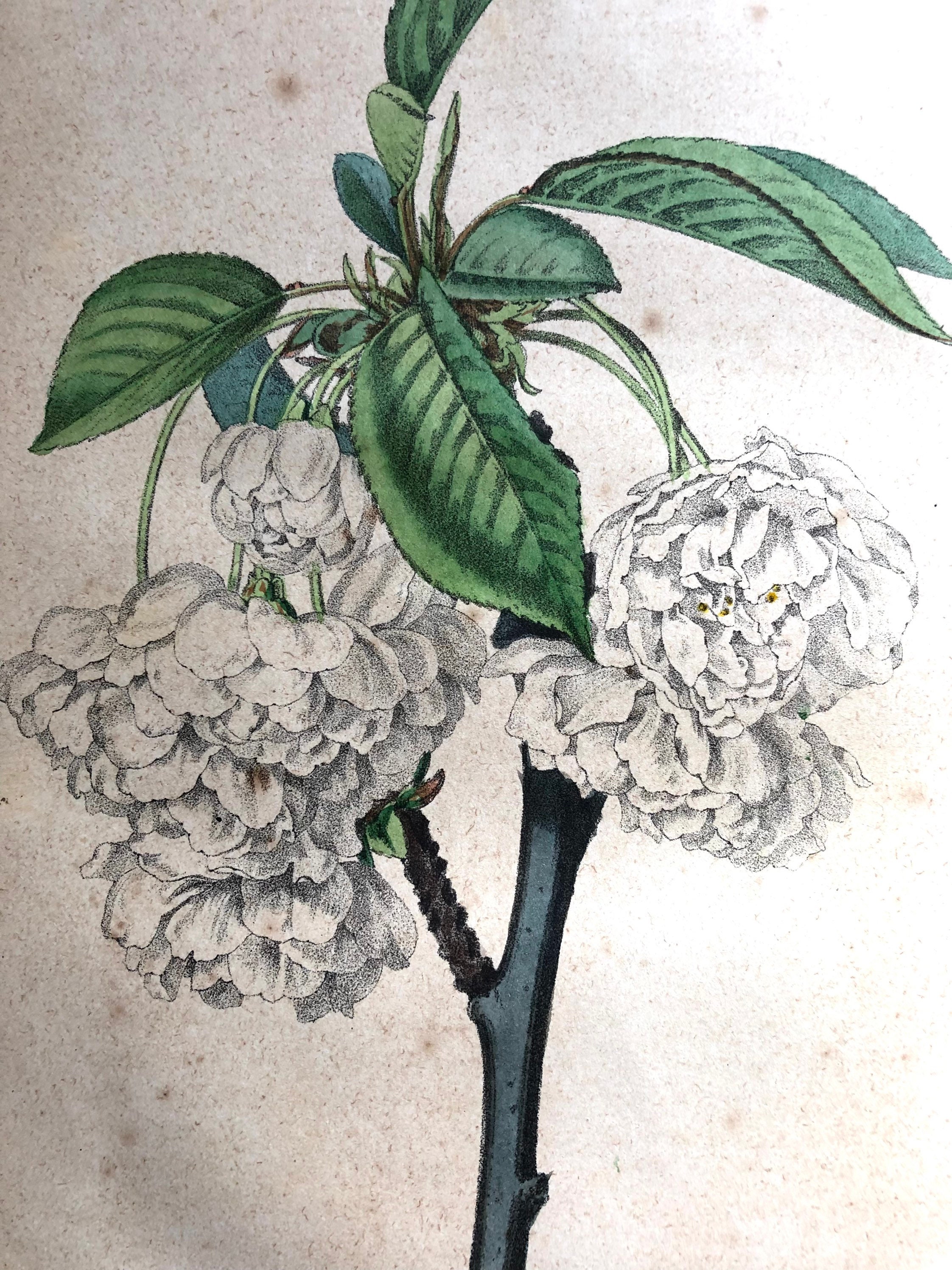 1852 - Lot de 2 Affiche Poster Lithographie Planche Illustrée Ancienne Botanique